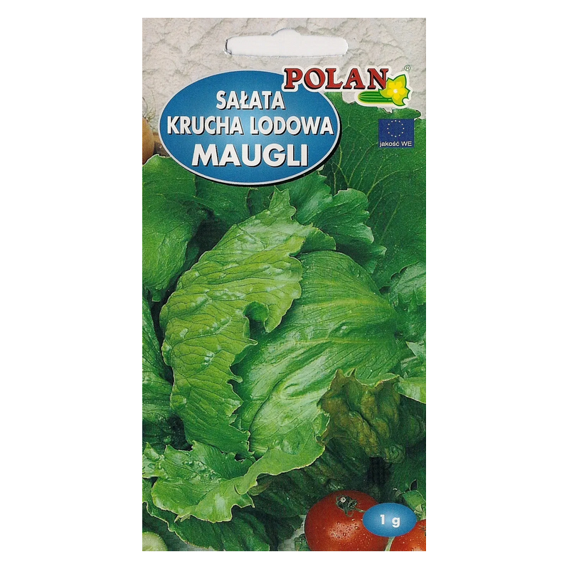 Sałata krucha lodowa Maugli