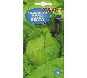 Sałata krucha lodowa Beata