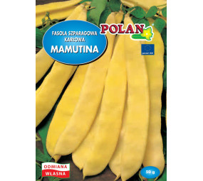 Fasola szparagowa karłowa Mamutina Polan