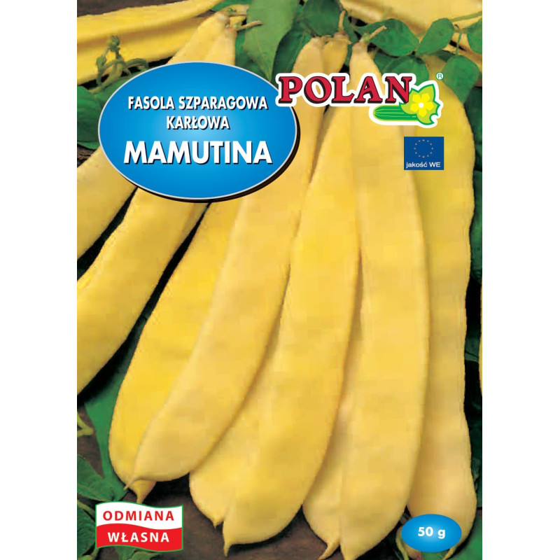Fasola szparagowa karłowa Mamutina Polan
