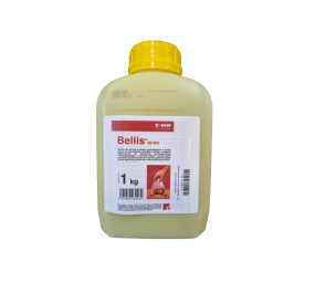 Bellis 38 WG