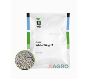 Cebula White Wing F1 Bejo