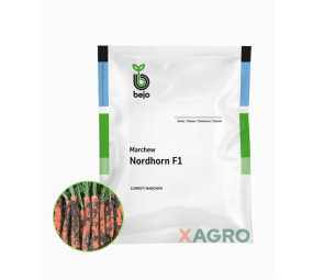 Marchew Nordhorn F1 Bejo