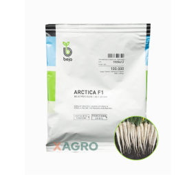 Pietruszka korzeniowa Arctica F1 B- Mox
