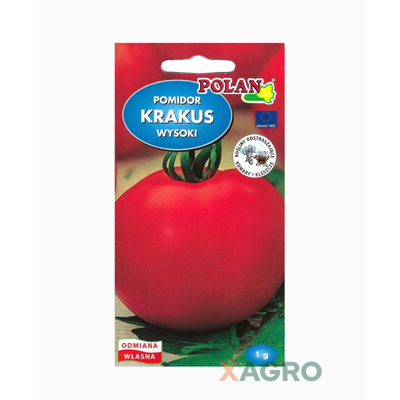 Pomidor Krakus