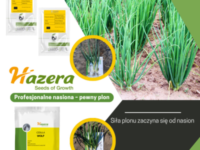Cebula ozima – uprawa i nawożenie