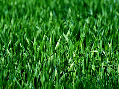 Pierwsze nawożenie trawnika - kiedy, czym i jak zrobić to poprawnie?